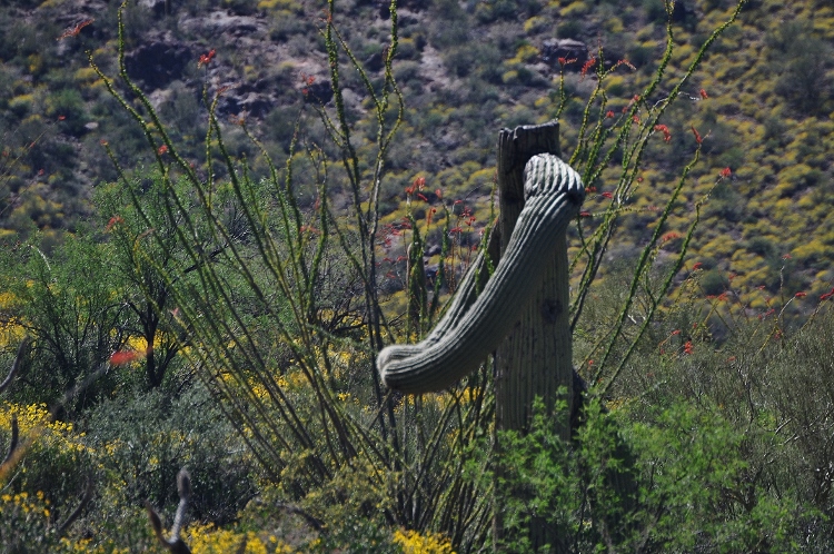 headless saguaro